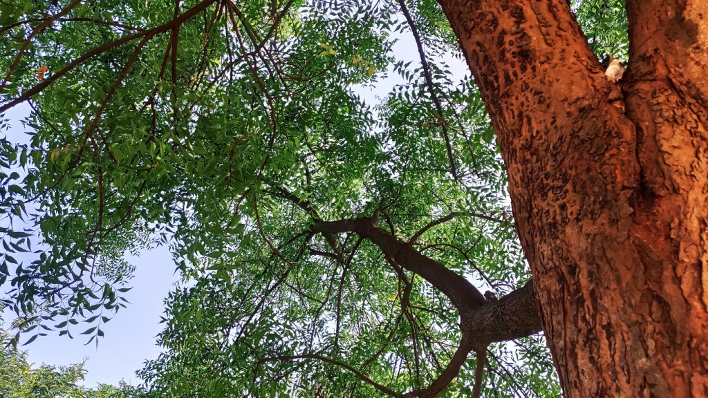 Herbs and Health:  The Anti-malarial Use of Neem Tree&nbsp;(Dogonyaro)